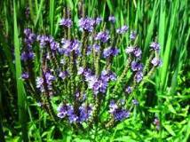 Vervain Herb Cut 1kg -100% PURE - Human Grade with no additives
